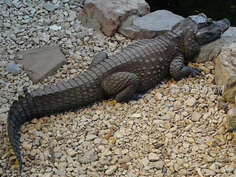 这是非洲矮鳄鱼(tetraspis Osteolaemus)爬过岩石到水边的图片